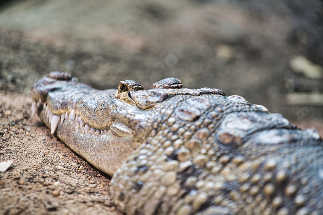 Photo Alligator skin